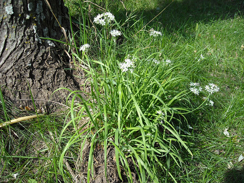 Garlic in bloom - 19 September 2008