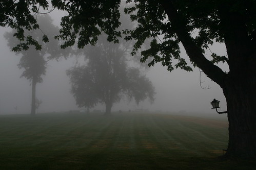 morning mist tree fog landscape michigan