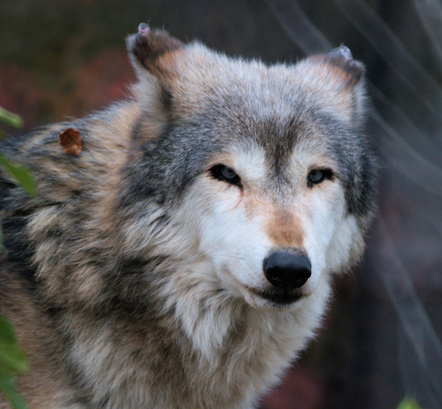 Persian alpha wolf