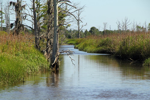 water creek river nc stream northcarolina rivers wilmington riverbanks capefearriver tributary