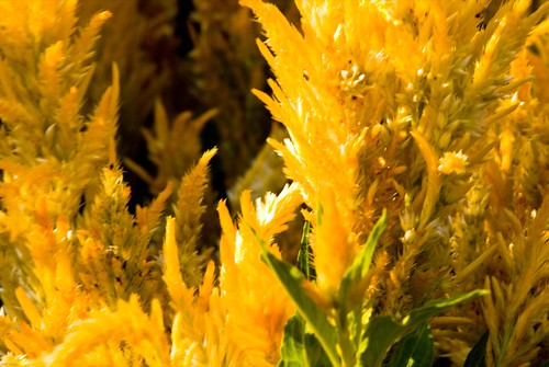 hairy flower macro nature yellow illinois spring nikon unitedstates northamerica urbana kellogg naturephotography d80