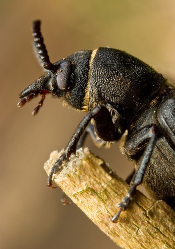 macro insect beetle makro coleoptera pn11extensiontube fujifilms5pro nikkorgn45mmf28
