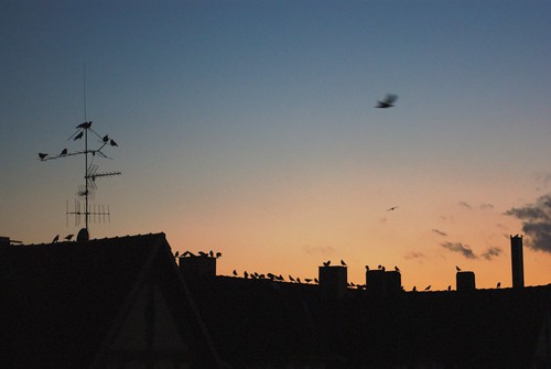 sunset motion rooftop birds pentax flight smcpda1855mmf3556al k200d