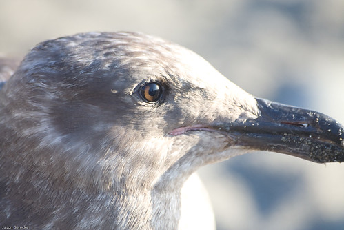 sunset bird eye nature animal closeup oregon unitedstates seagull brookings