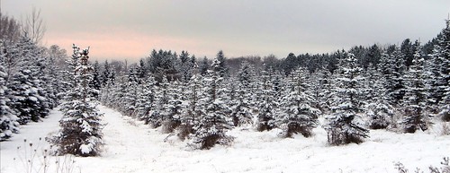 winter autostitch panorama snow tree sunrise pano