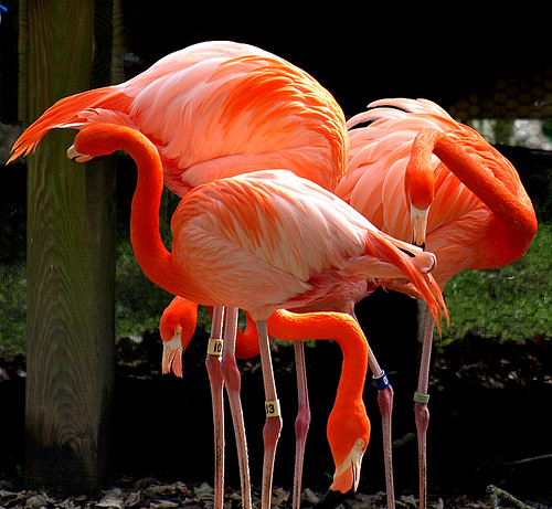florida flamingos 70300mm zuiko featheryfriday aswpix homosassaspringsstatepark goldstaraward