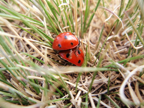 macro nature iran bugs ladybird ladybug tabriz kandovan osku azarbayjanesharqi eastazarbayjan eastazerbaijan eastazarbaijan mountsultan آذربایجانشرقی eastazerbayjan doğuazerbayjan