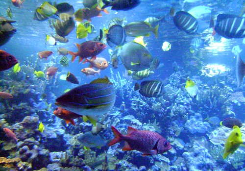 ocean travel blue fish water animals coral aquarium hawaii center maui pete 500views 2008 picnik mauioceancenter blueribbonwinner hdrish pete4ducks peteliedtke maalaeavillage