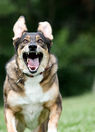 dog abbey animal tongue mutt teeth ears fangs germanshepherdhuskymix