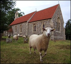2008: Sotherton Sheep