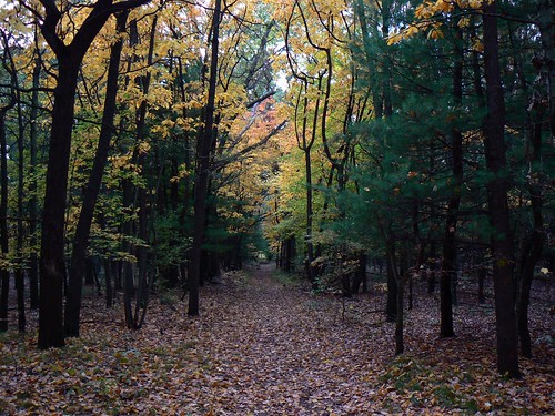 park autumn trees fall nature colors oak path preserve openings metropark oakopenings oakopeningspreservemetropark