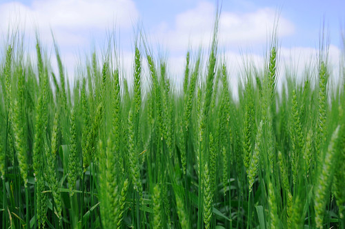 oklahoma farm wheat