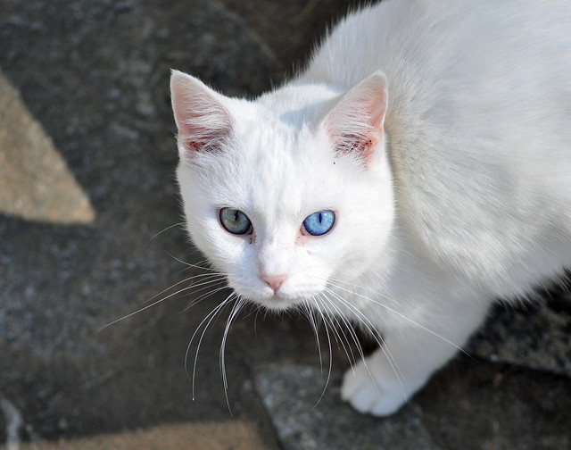 White Cat Green And Blue Eyes