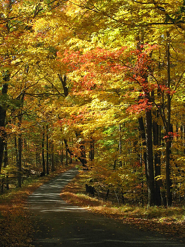 autumn fall leaves nj ridgeroad highpointstatepark sussexcounty