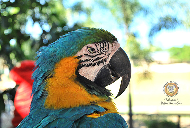 Parrot Sa