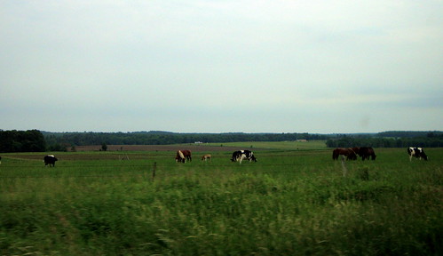 trees sky horses tree grass wisconsin countryside cows cloudy country overcast clark greenery wi tallgrass electricfence holsteins granton