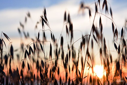 california sunset grass weeds warm bokeh bayarea eastbay chill hercules goldenhour canon24105mmf4lisusm victoriabythebay anawesomeshot