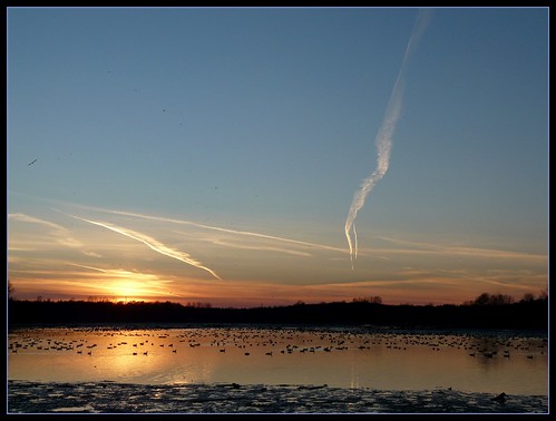 sunset sky lake ontario canada birds lago geese tramonto goose uccelli waterloo cielo