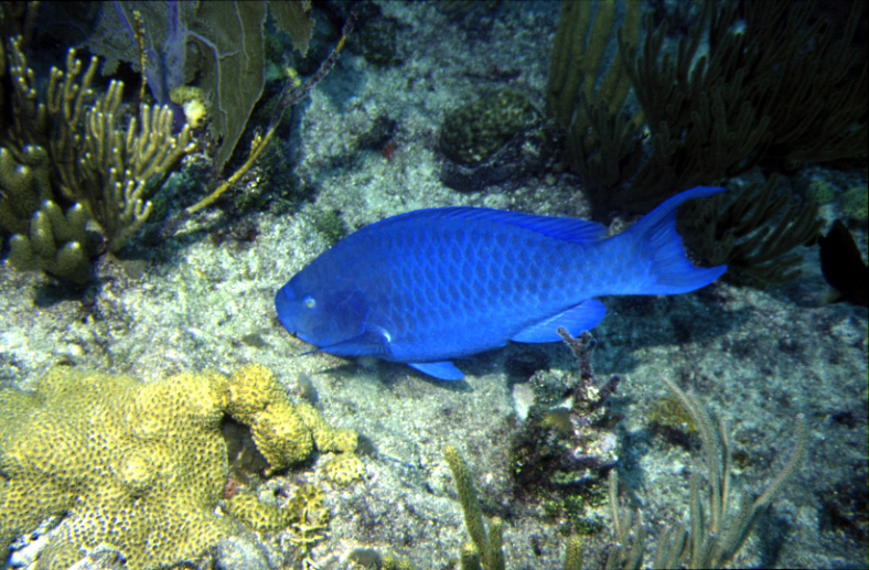 Blue parrotfish by Derek Keats, Flickr Creative Commons. 