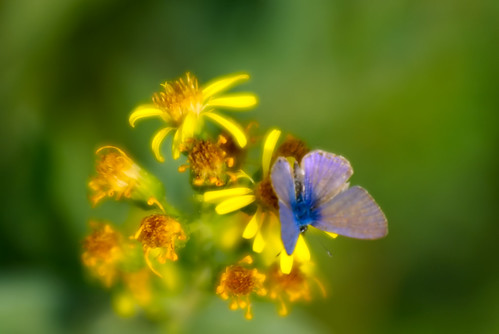 flowers italy butterfly geotagged fiori farfalla lazio bilitis allumiere sfidephotoamatori