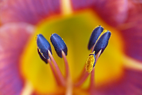 pink blue orange macro yellow lily bokeh tigerlily anther sklender auniverseofflowers