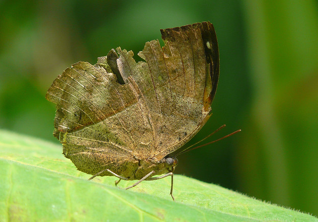 Indian Dead Leaf butterfly | Flickr - Photo Sharing!