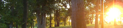 park city trees sunset durant sunsettrees durantok carlalbertpark