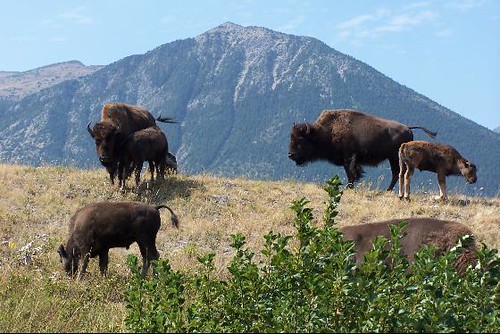 canada rockies buffalo wildlife canadian alberta rockymountains bison watertonglacier watertonlakesnationalpark internationalpeacepark