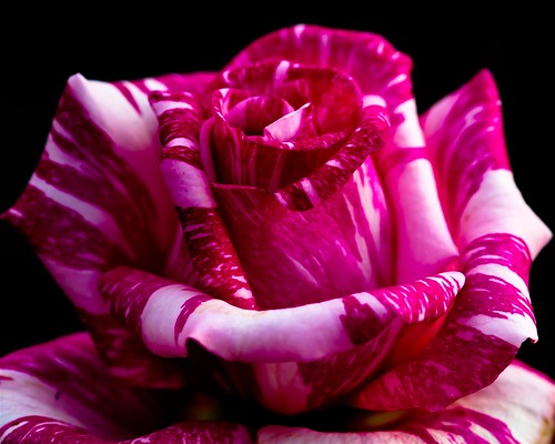 red flower macro nature fleur rose closeup canon garden petals flora blossom bokeh rosa bloom fiore “my floribunda róża photos” blossoms” “natures fantasy” tea” petals” “j flower” “fantastic “master finest” winners” “awesome “floral “hybrid “perfect ackolantern”