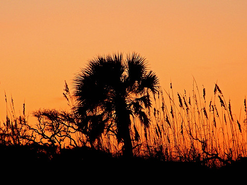 sunset florida palmtree staugustine sanddunes staugustinebeach anastasiaisland anastasiastatepark