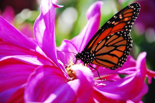 dahlia butterfly petals monarch pinkflower