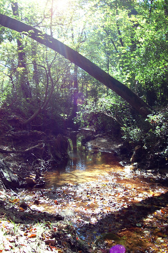 tree water leaves creek forest woods rocks steam leaning