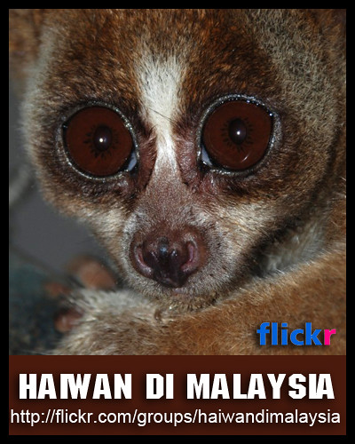 Haiwan di Malaysia | click Haiwan di Malaysia untuk ...