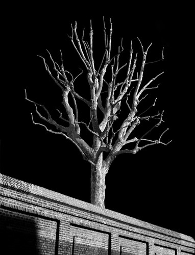 blackandwhite bw france tree contrast noiretblanc nb contraste lille arbre blackandwhitetree platinumphoto flickrdiamond arbrenoiretblanc