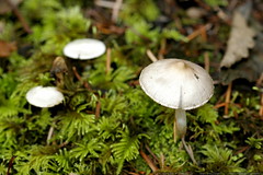 moss and mushrooms    MG 0196 