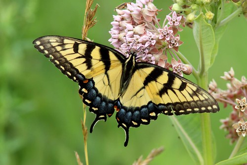 nature butterfly insects swallowtail