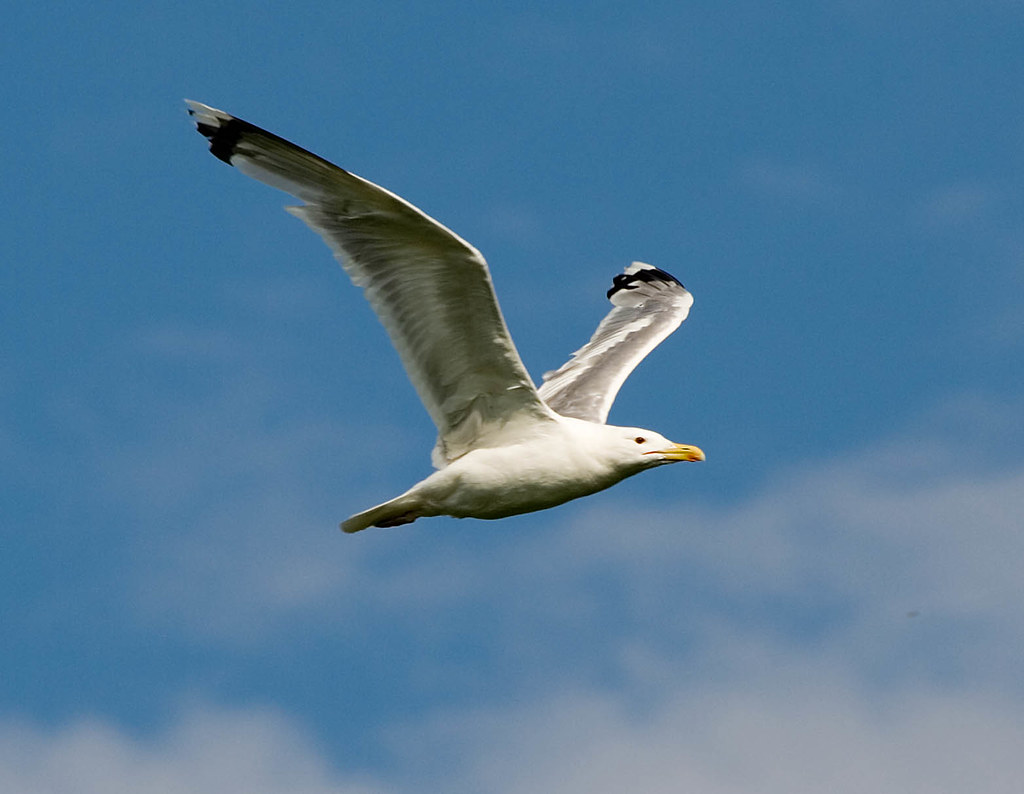 Photograph titled 'Caspian Gull'