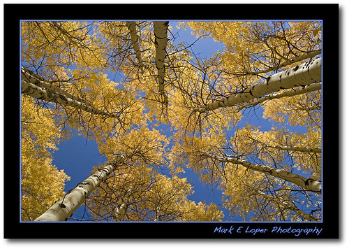 california autumn trees lake leaf tahoe fallen aspen flickrsbest markeloper