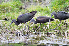 zwarte ibis 2