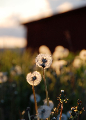 flowers sunset sweden places villages fields midnightsun juoksengi