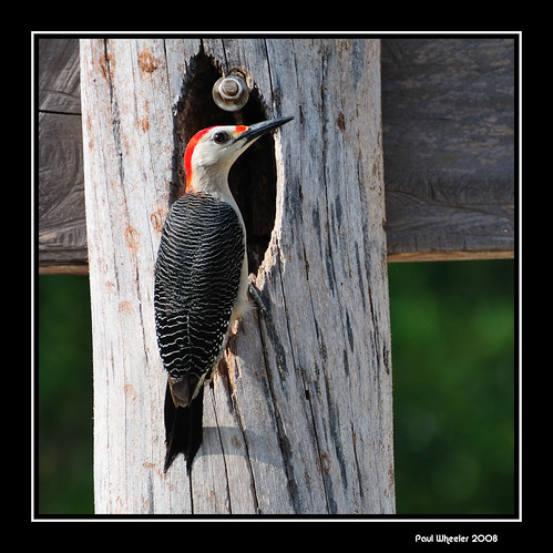 bird nature mexico woodpecker wildlife redbelliedwoodpecker avian melanerpescarolinus naturesfinest mywinners anawesomeshot