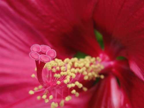 Hibiscus cv. / アメリカフヨウ
