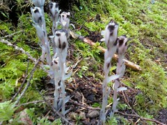 Indian Pipe 