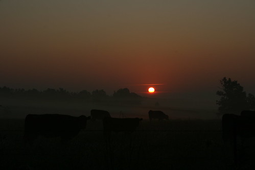 nature fog rural sunrise cows natural bovine anawesomeshot southwestmo windyville straightfromthecameramissouri
