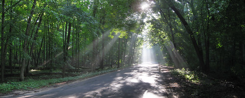 uw arboretum fog sun rays trees autostitch panorama desktopbg ooolookit
