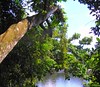 Tree Perspective, Suriname