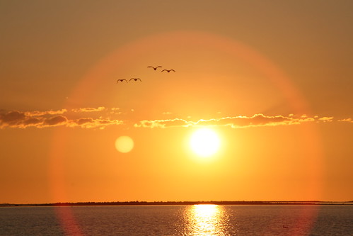 sea sun sunrise sweden seagull gull schweden baltic rise ostsee blekinge jämjö semmibeee