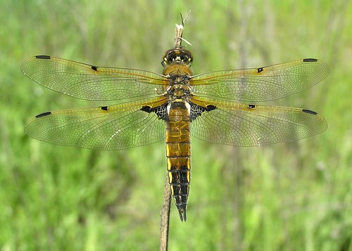 insect dragonfly skimmer odonata libellulidae anisoptera libellulaquadrimaculata fourspottedskimmer