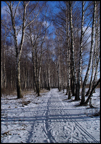 sunset shadow sky snow russia path traces shade birch россия birchgrove odintsovo подмосковье одинцово nizhneeotradnoe moscworegion