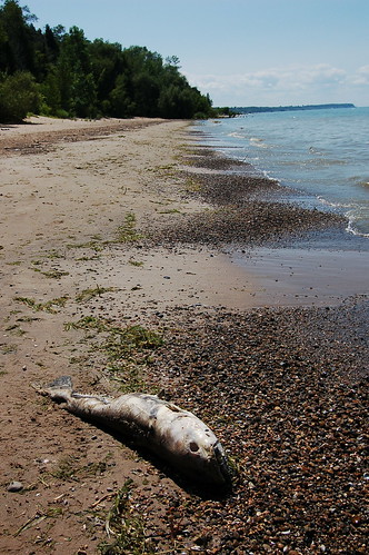fish ontario canada beach geotagged dead hillsboro geo:lat=43131558 geo:lon=82069588